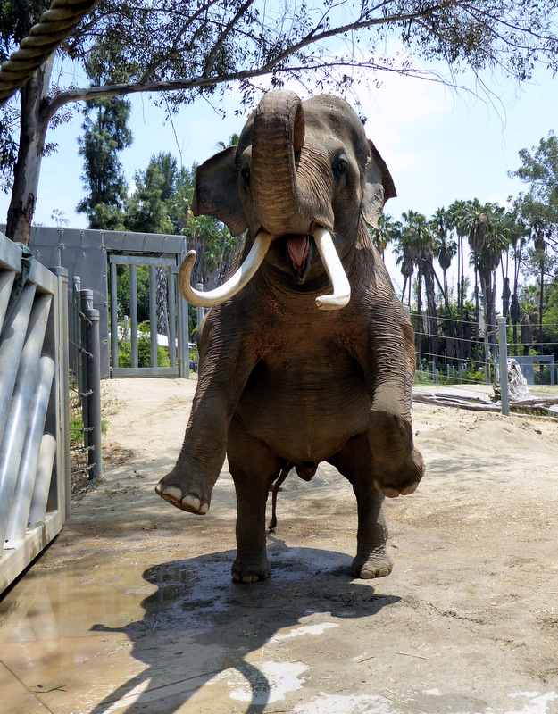 Does Billy the elephant belong at the LA Zoo? - The Butcher Shop