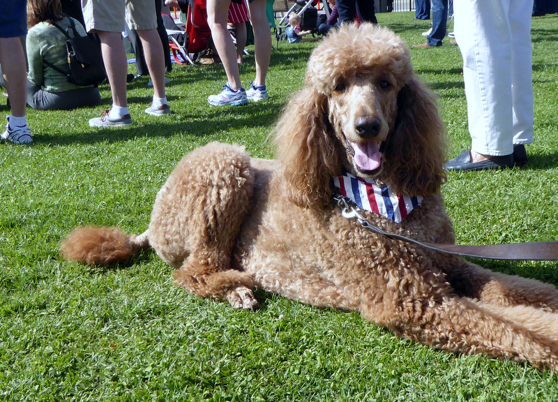 Milo, enjoying Memorial Day 