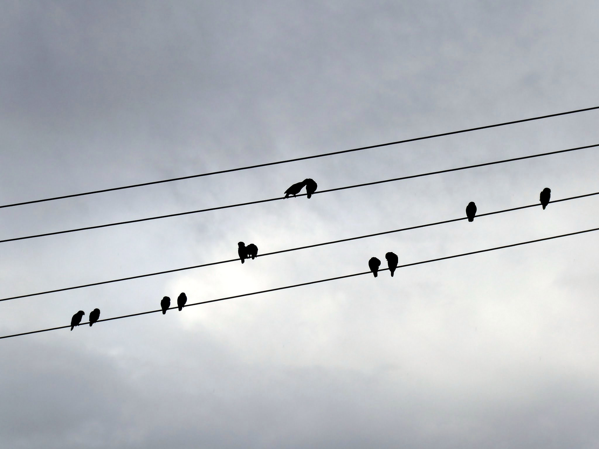 The Wild Parrots of Southern California - The Butcher Shop