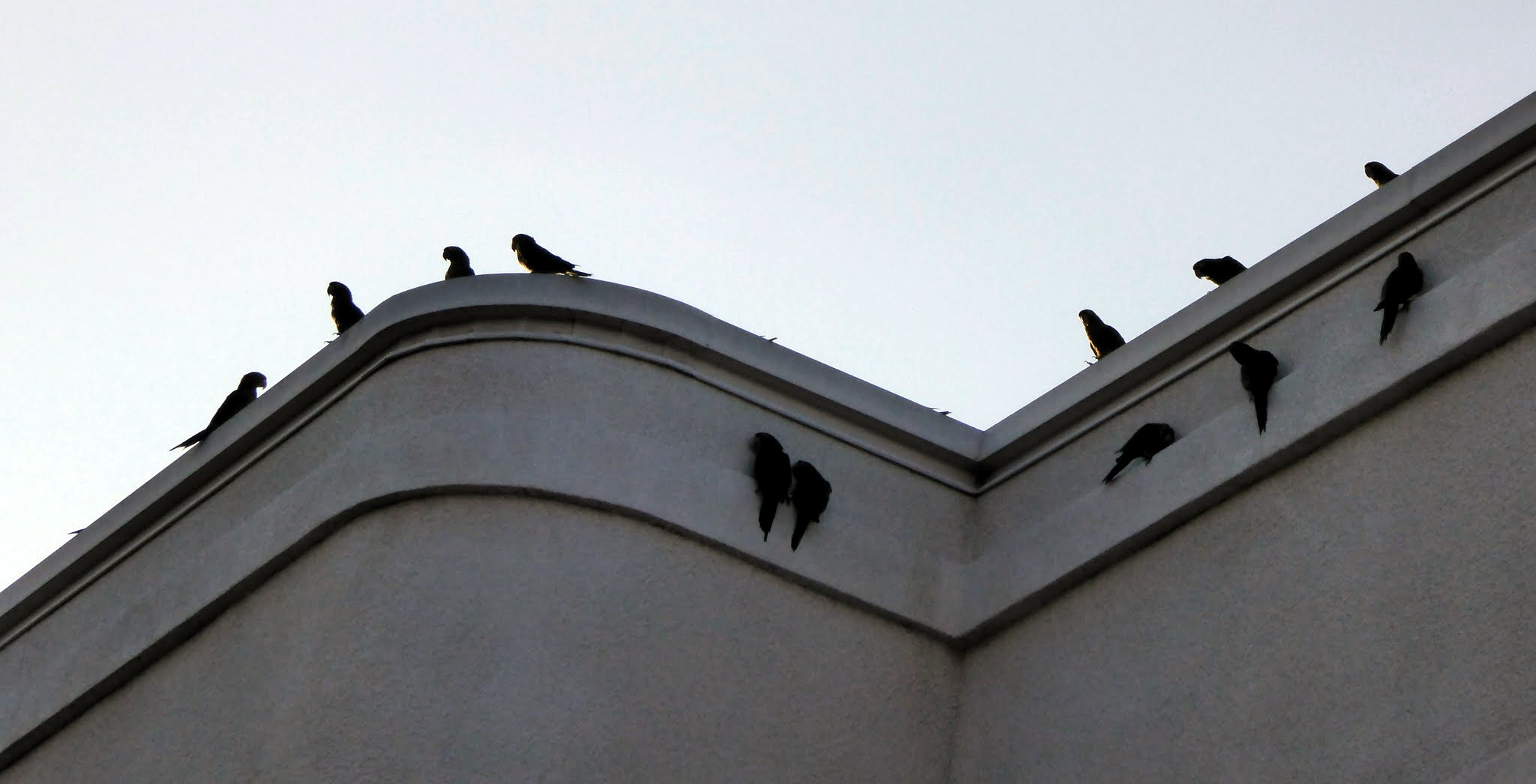 The Wild Parrots of Southern California - The Butcher Shop